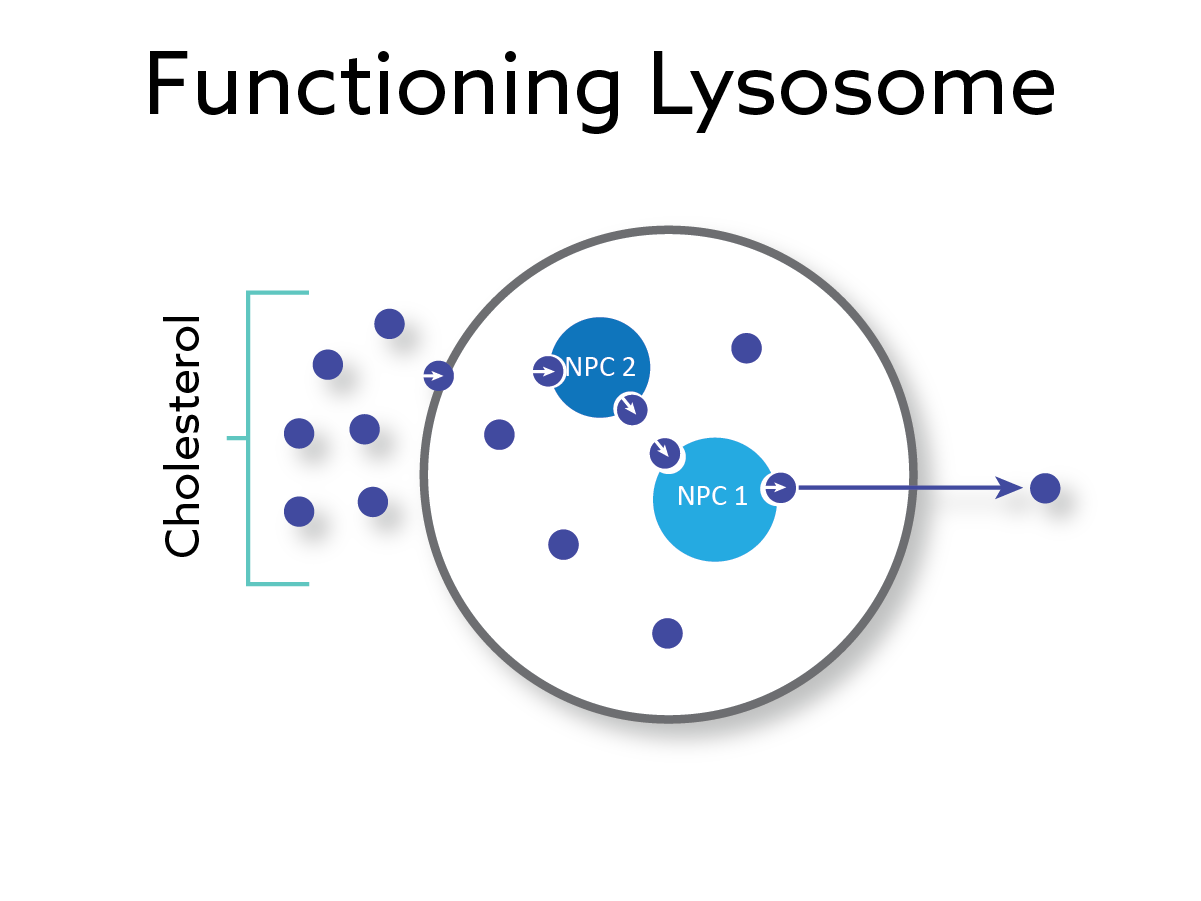 Niemann-Pick Disease Type C - cyclotherapeutics